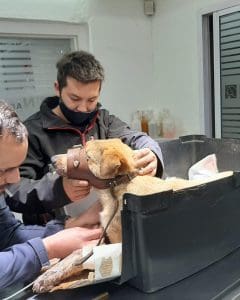camilo perro adma 1 - Diario Resumen de la región