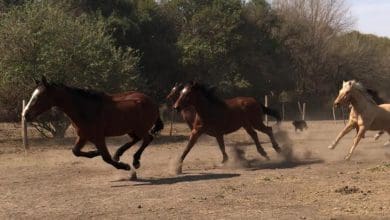 WhatsApp Image 2020 10 14 at 11.48.55 e1602690344652 - Diario Resumen de la región