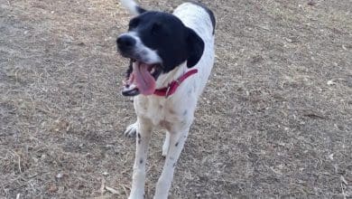 WhatsApp Image 2020 10 31 at 12.01.36 PM e1604157706243 - Diario Resumen de la región