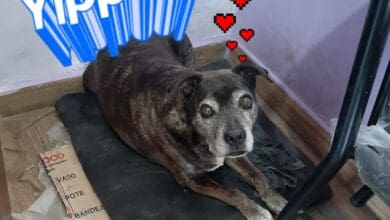 WhatsApp Image 2020 11 30 at 11.04.34 AM e1606768438613 - Diario Resumen de la región