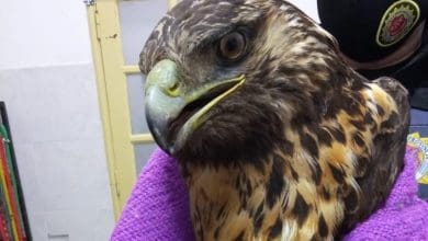 aguila mora e1604800081755 - Diario Resumen de la región