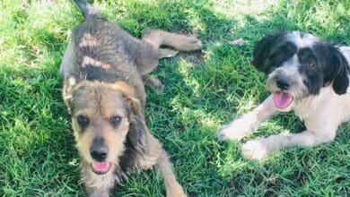 131129945 1358367677829494 9075034439235822223 n e1608237139196 - Diario Resumen de la región