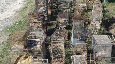 aves secuestradas 1 - Diario Resumen de la región