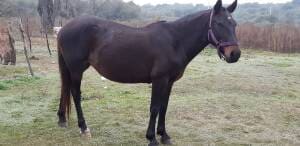 animales robados - Diario Resumen de la región