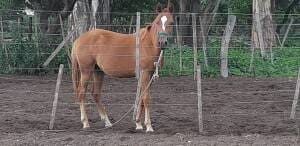 caballo 1 - Diario Resumen de la región