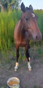 caballo 2 - Diario Resumen de la región