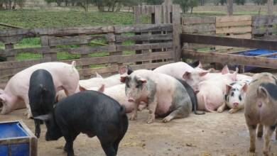 Cerdos - Diario Resumen de la región