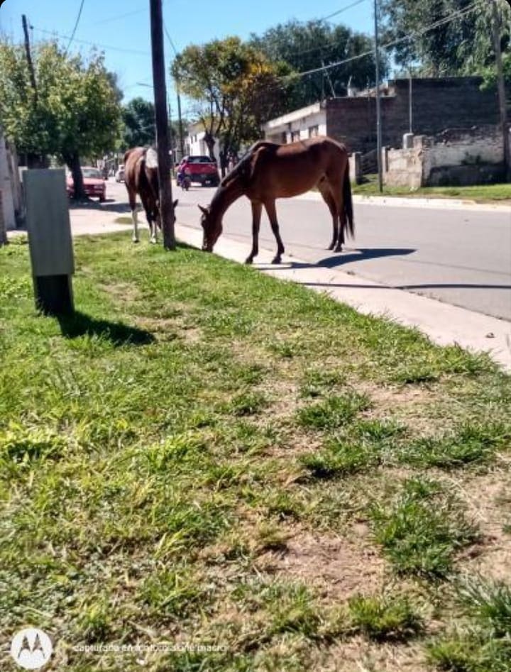 llos sueltoss - Diario Resumen de la región