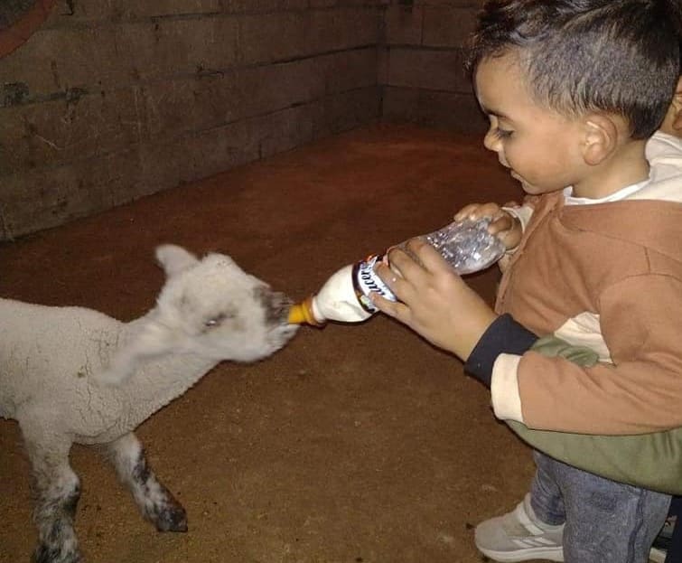 corderito nene adma 2 - Diario Resumen de la región