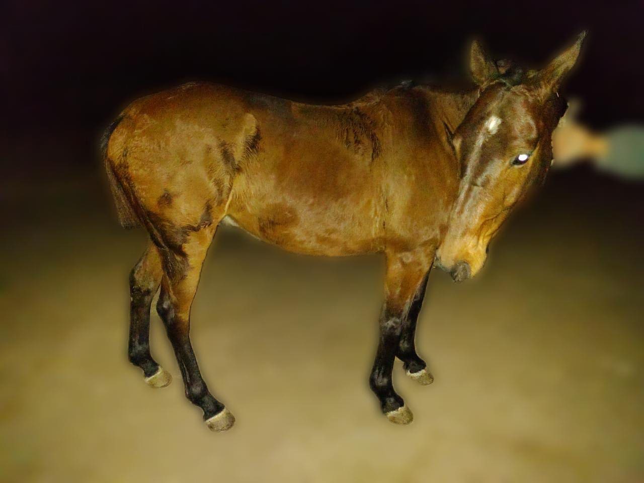 caballo recuperado - Diario Resumen de la región
