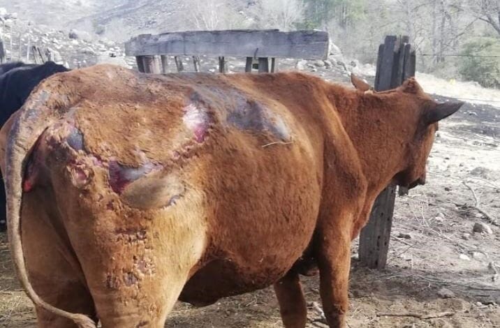 vaca quemada - Diario Resumen de la región