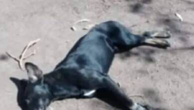 perro envenenado 2 - Diario Resumen de la región