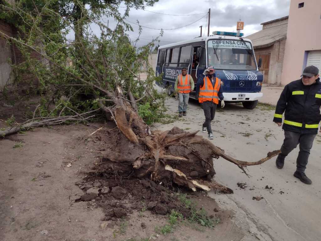 ARBOL BRASIL 900 - Diario Resumen de la región