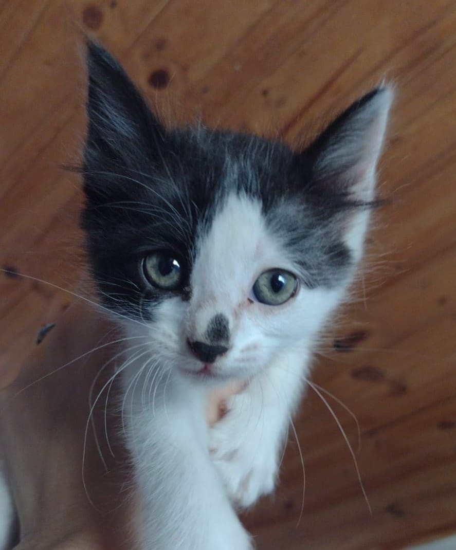 gatite 2 - Diario Resumen de la región