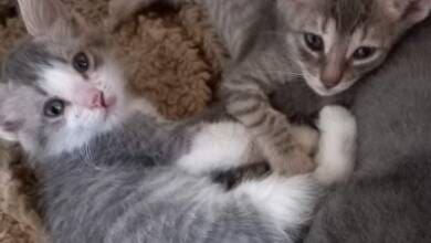 gatitos para adoptar - Diario Resumen de la región