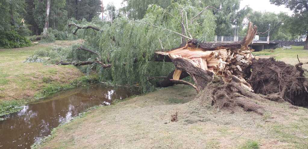 arbol caido el ancla - Diario Resumen de la región