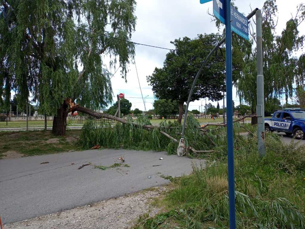 arbol caido pista - Diario Resumen de la región