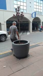 arbol en macetones belgrano - Diario Resumen de la región