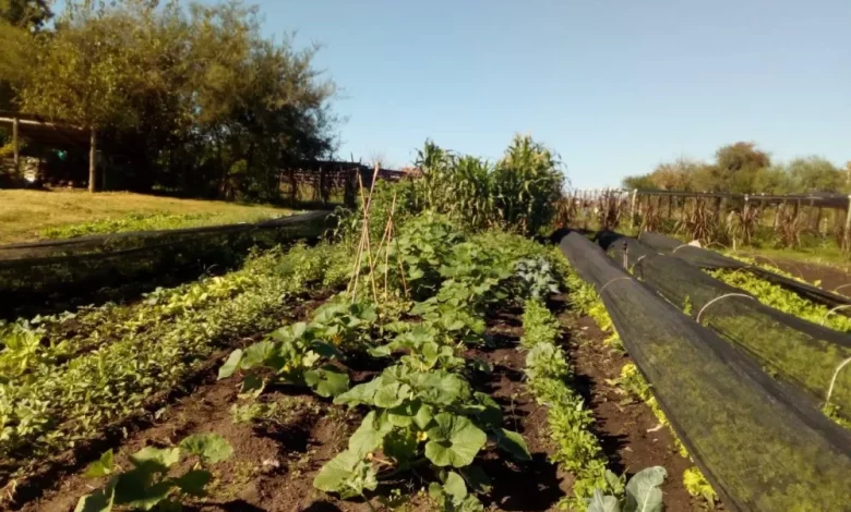 multimedia.normal.b025e636605276df.6875657274615f6167726f65636f6c6f676963615f6e6f726d616c2e77656270 - Diario Resumen de la región