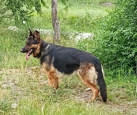 perro perdido pirotecnia 2 - Diario Resumen de la región