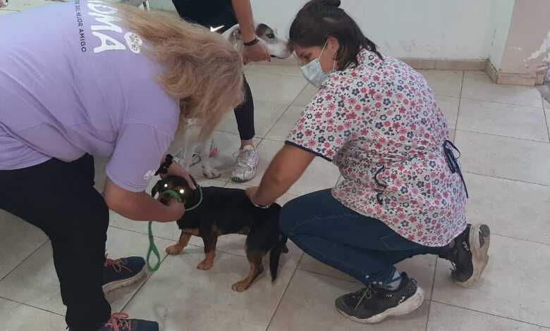 vacunacion antirrabica noche de las vacunas villa la bolsa - Diario Resumen de la región