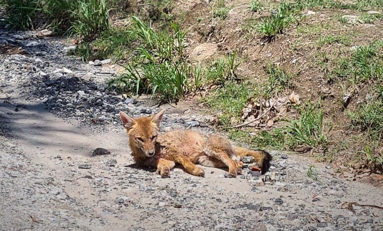 zorrita - Diario Resumen de la región