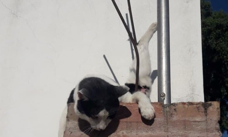 GATITO CON HIERRO CLAVADO 2 - Diario Resumen de la región