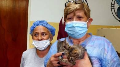 adopcion gatitos elpidio gonzalez 2 - Diario Resumen de la región