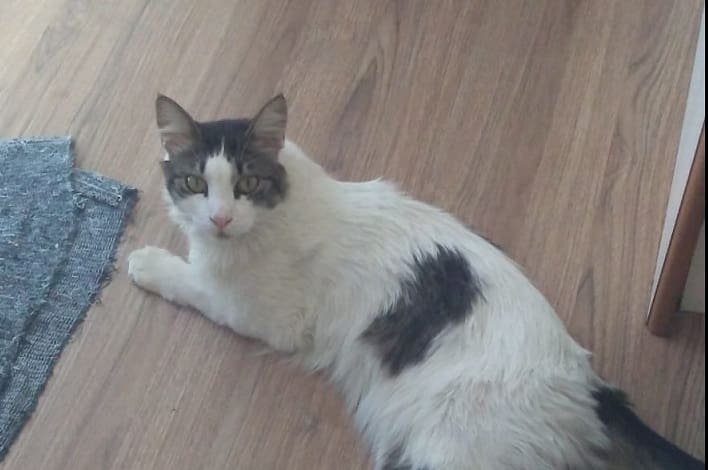 gato circo - Diario Resumen de la región