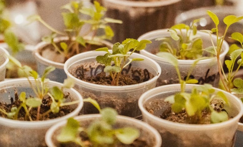 taller huerta plantines - Diario Resumen de la región
