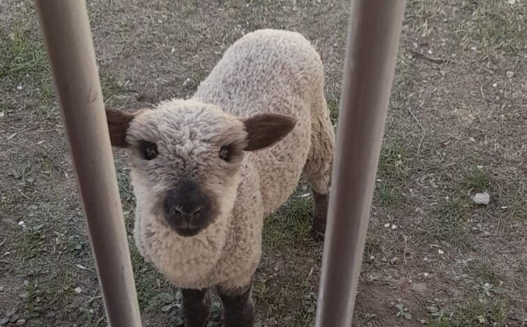 antonio cordero 2 - Diario Resumen de la región