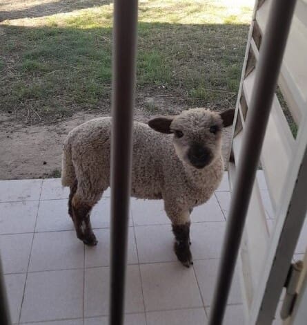 carnero antonio 2 - Diario Resumen de la región