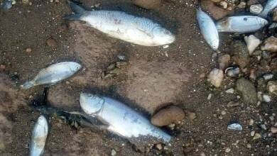 peces muertos lago los molinos - Diario Resumen de la región