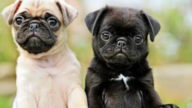 pugs cachorros - Diario Resumen de la región