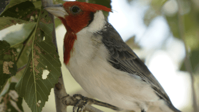 cardenal copetre rojo - Diario Resumen de la región