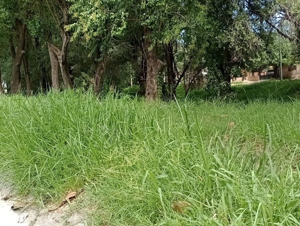 arroyo santa cruz yuyos - Diario Resumen de la región