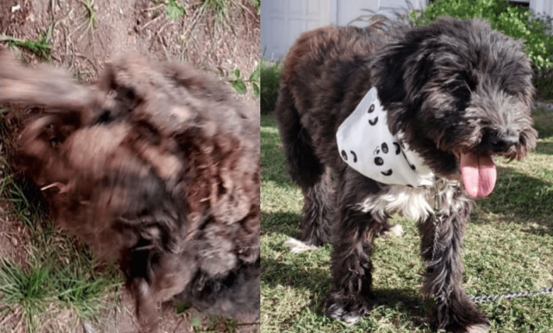 el amor lo puede todo - Diario Resumen de la región