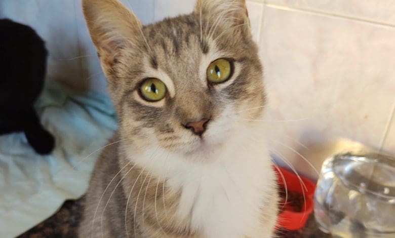 gatito rescatadito 2 - Diario Resumen de la región