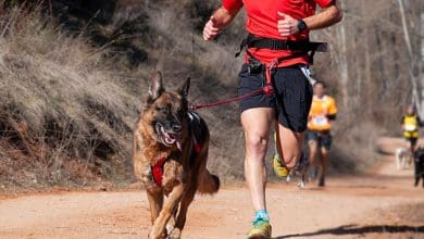 canicross - Diario Resumen de la región