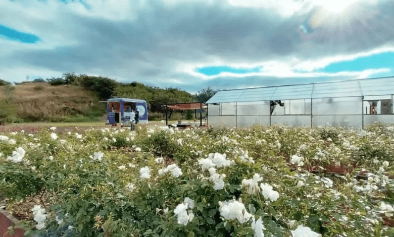 Florece te despenaderos - Diario Resumen de la región