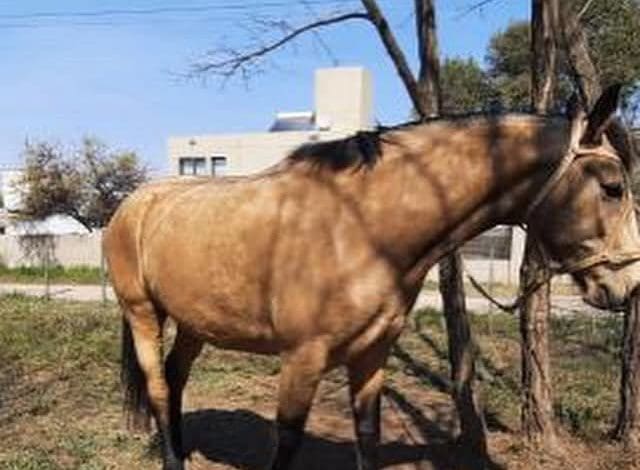 IMG 20250930 154602 - Diario Resumen de la región