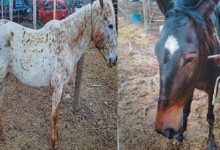 Imagen de WhatsApp 2025 11 11 a las 11.49.12 1c63fa5f - Diario Resumen de la región