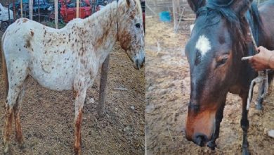 Imagen de WhatsApp 2025 11 11 a las 11.49.12 1c63fa5f - Diario Resumen de la región