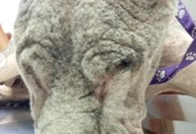 WhatsApp Image 2025 12 21 at 5.35.29 PM - Diario Resumen de la región