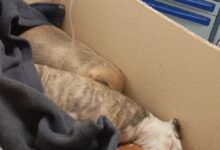 3ff28e1d 838b 4a43 b57b 317ca454fceb e1772209619350 - Diario Resumen de la región