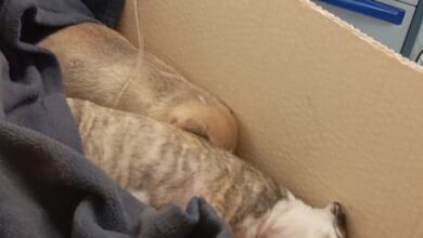 3ff28e1d 838b 4a43 b57b 317ca454fceb e1772209619350 - Diario Resumen de la región