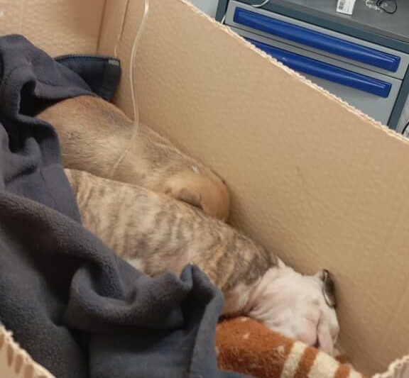 3ff28e1d 838b 4a43 b57b 317ca454fceb e1772209619350 - Diario Resumen de la región