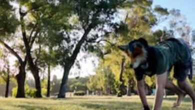 Screenshot 20260212 1049062 - Diario Resumen de la región