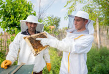 UF17842 CAV0984 0 - Diario Resumen de la región